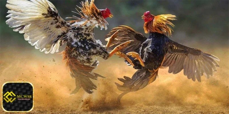 Cockfighting – The Ultimate Showdown